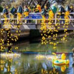 duck bridge